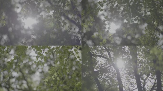 4K灰片春光、枫树、新生、斑驳树影、光影