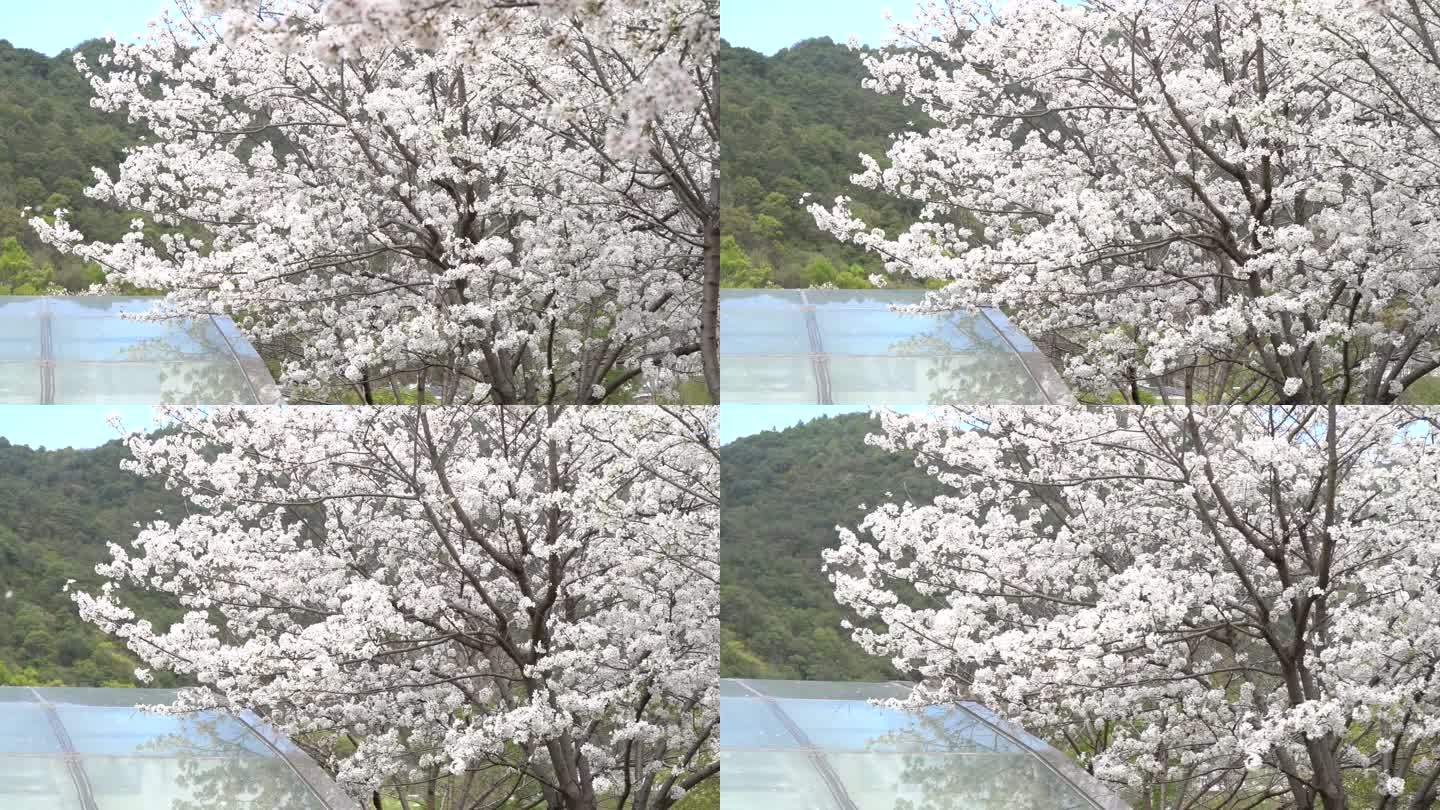 台州临海银泰城樱花C0153