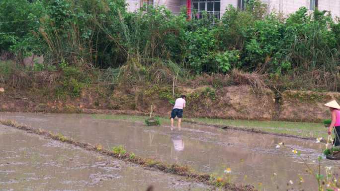 农民春天耕种抛秧