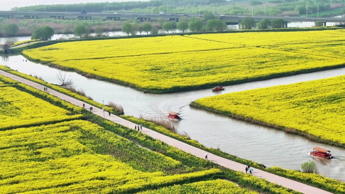 航拍扬州高邮湖上花海油菜花游船小火车长焦