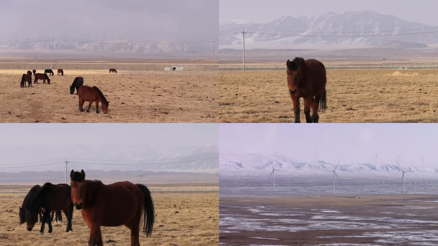 雪山下的马吃草风景草原风力发电风车