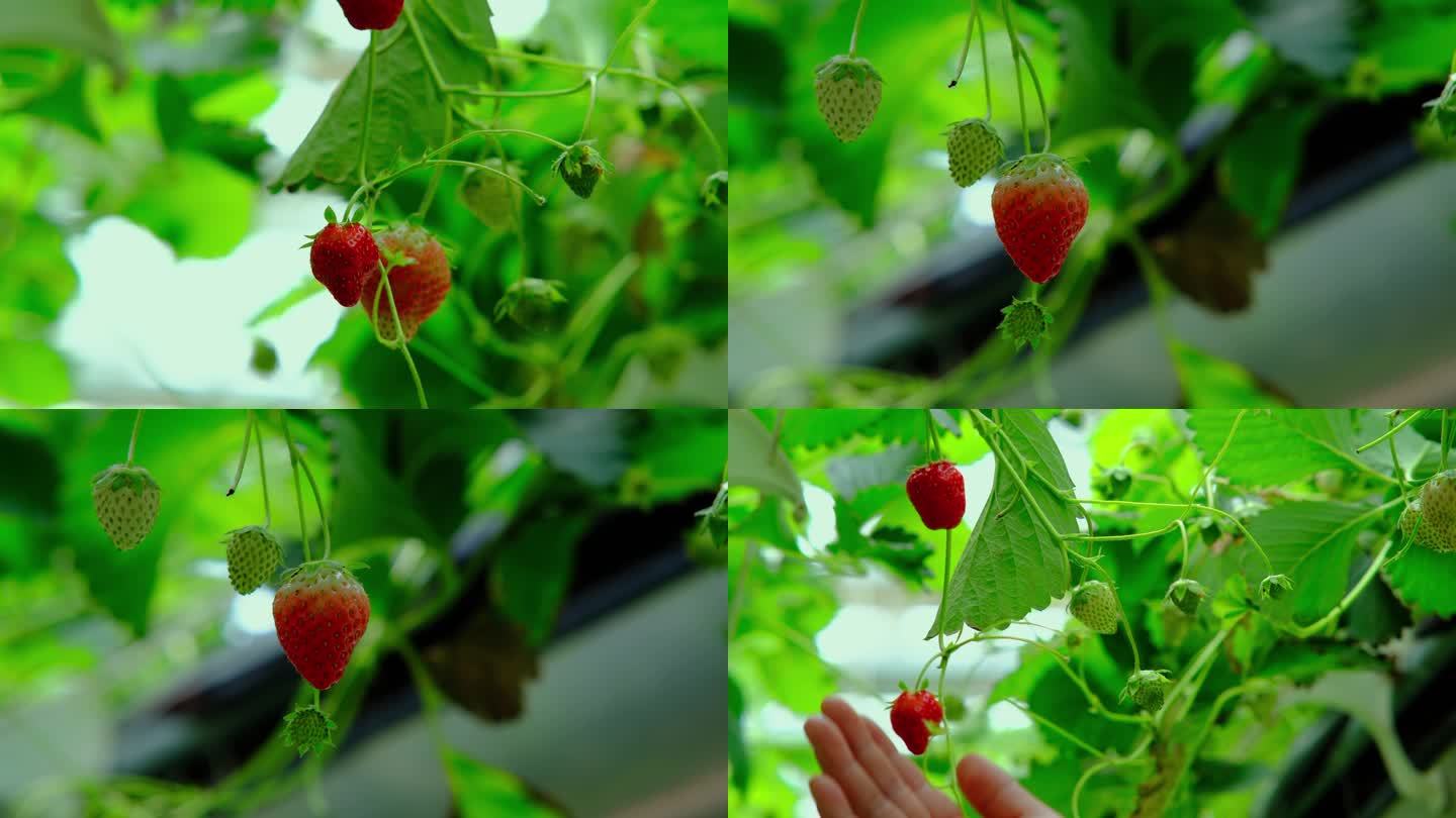 草莓采摘 生长中的草莓 空中草莓