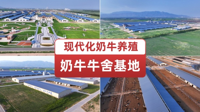 航拍现代化奶牛养殖基地牛舍牛群智慧牧场