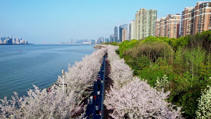 （简介有合集）杭州滨江樱花跑道