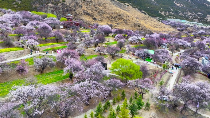 4K航拍西藏林芝嘎拉桃花村37