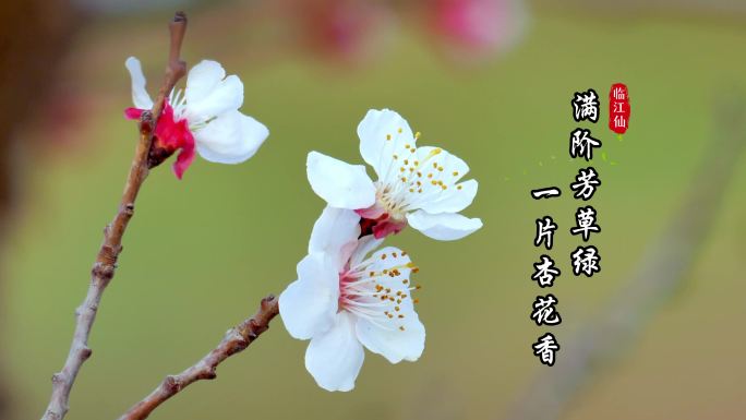 【4K】杏花 诗句描写杏花 踏青 赏花季