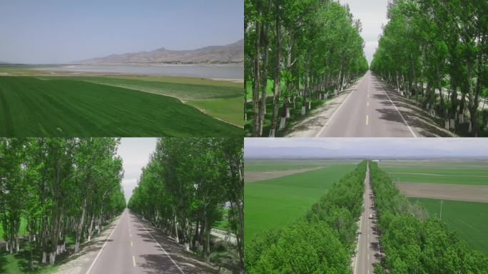 大片绿色小麦绿色公路