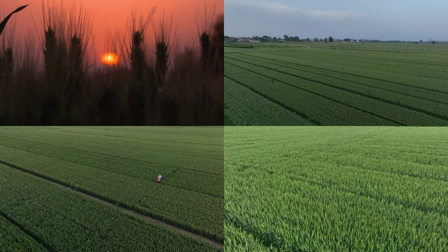 麦田大景航拍 夕阳麦浪 一望无际的麦田