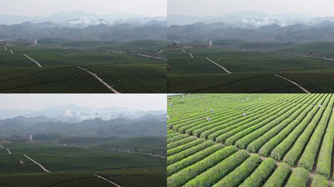 4k 航拍茶园喀斯特地貌