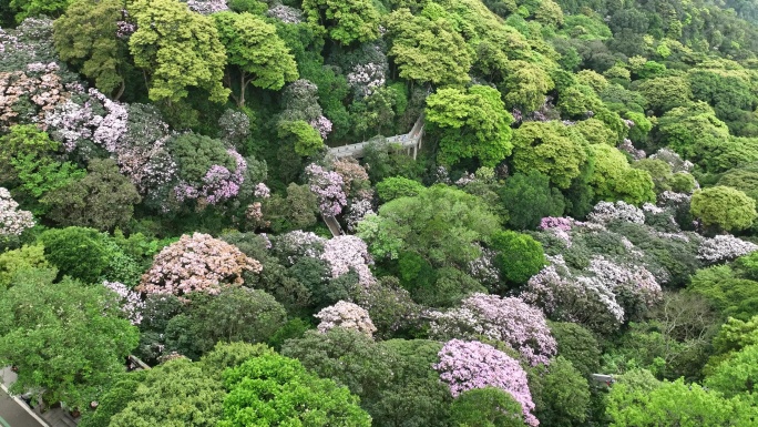 杜鹃花航拍