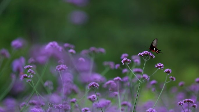 紫色的花海中蝴蝶在飞舞