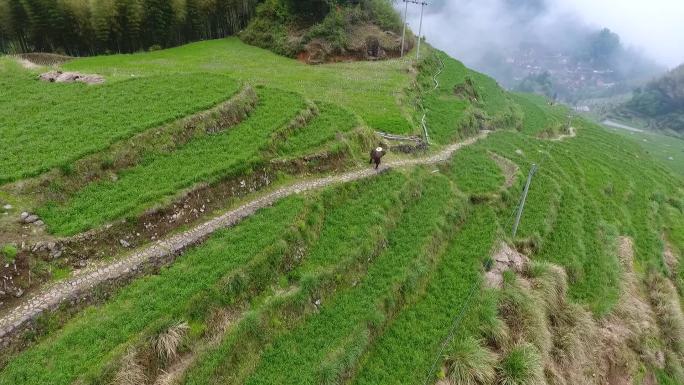 农村老农赶牛下山场景