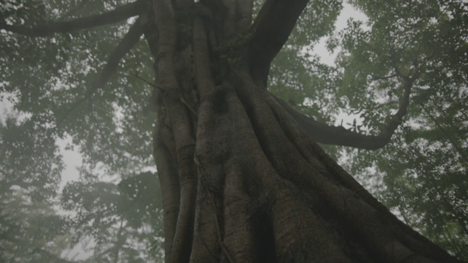 大榕树 雨雾 镜头上扬 热带雨林