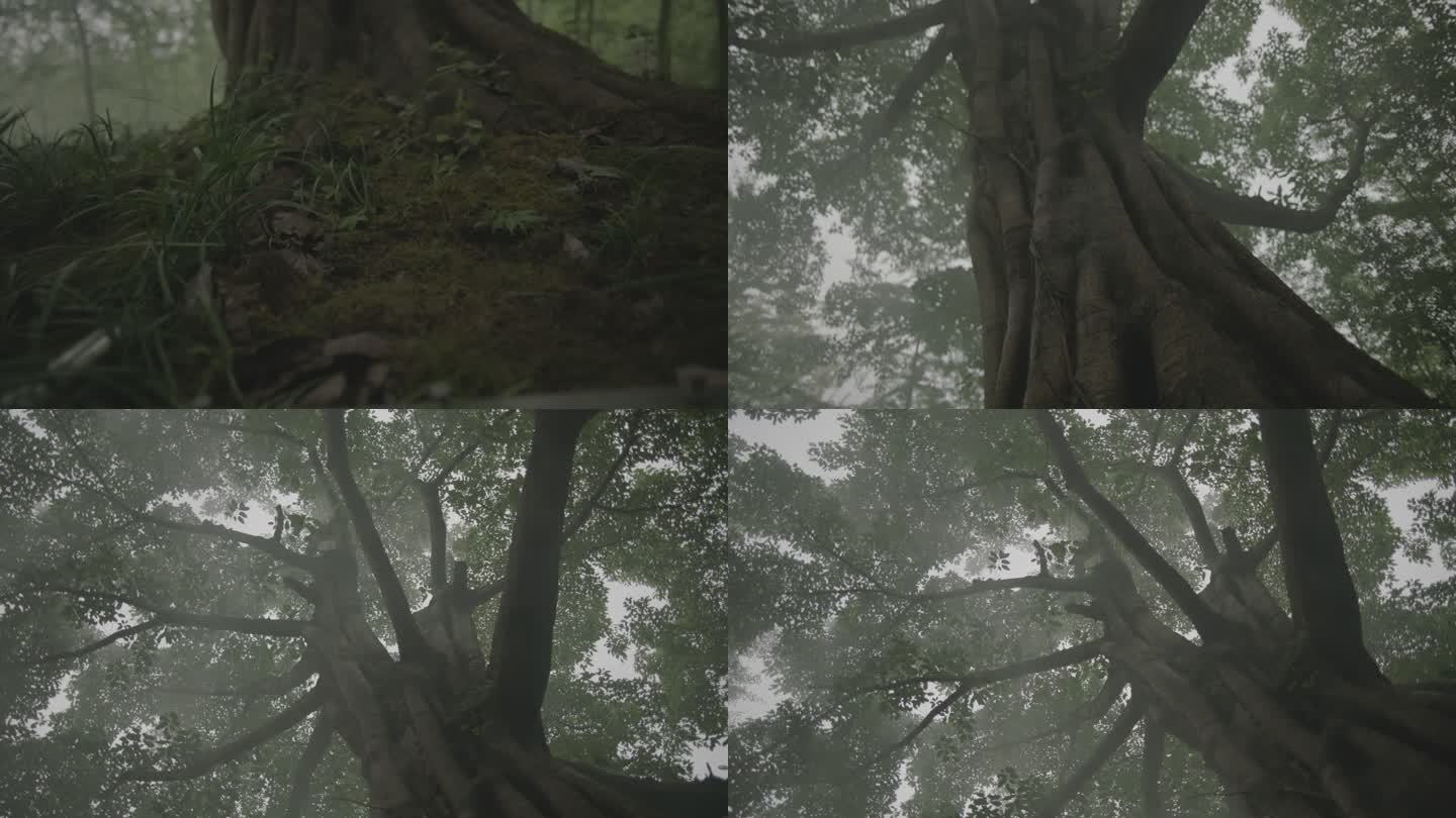 大榕树 雨雾 镜头上扬 热带雨林