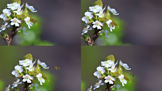 梨花上飞舞的蜜蜂
