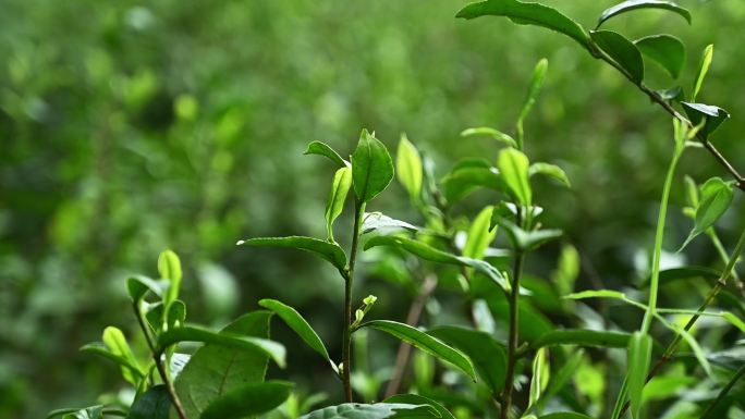 茶叶茶树 绿色