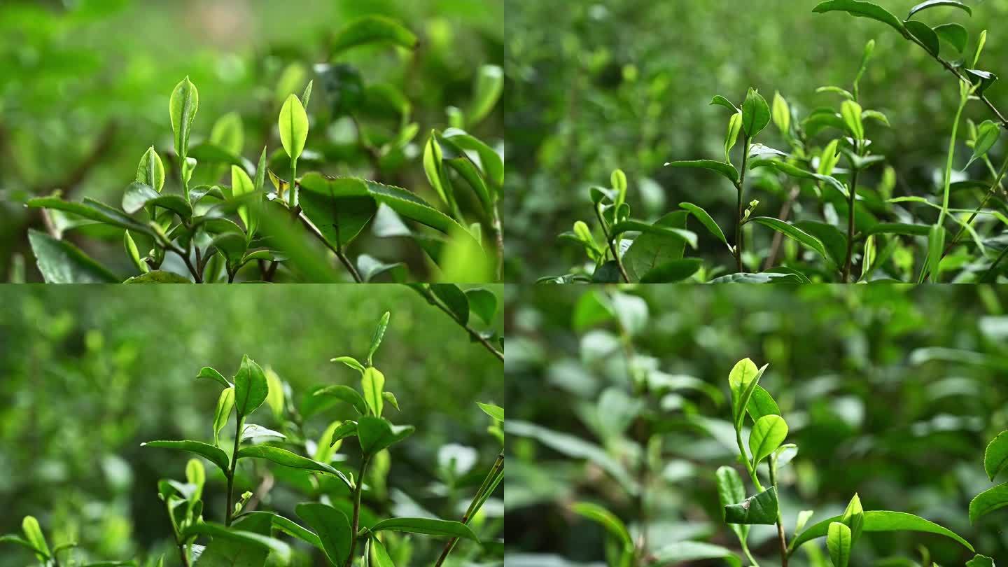 茶叶茶树 绿色