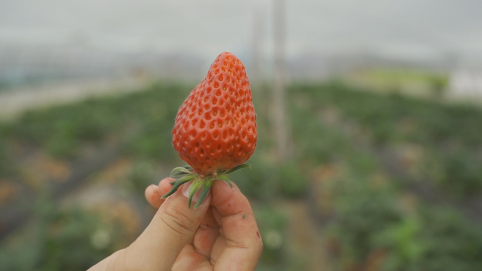 采摘草莓手拿草莓特写