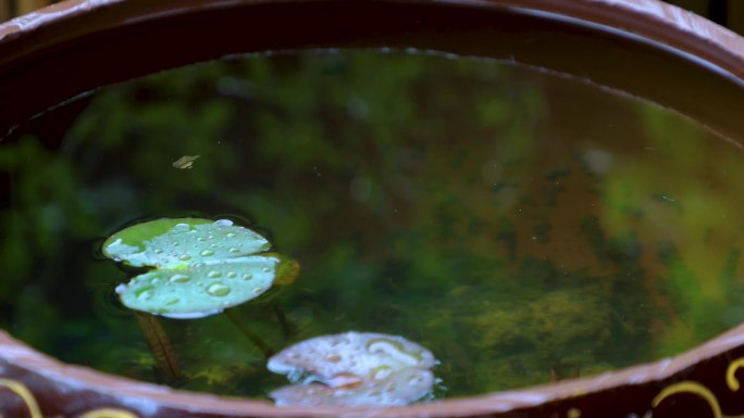 雨中 睡莲