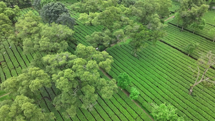 中国广东省清远市英德市红旗茶厂