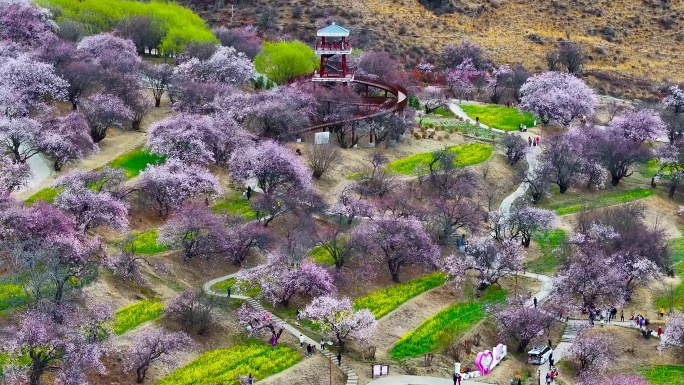 4K航拍西藏林芝嘎拉桃花村5