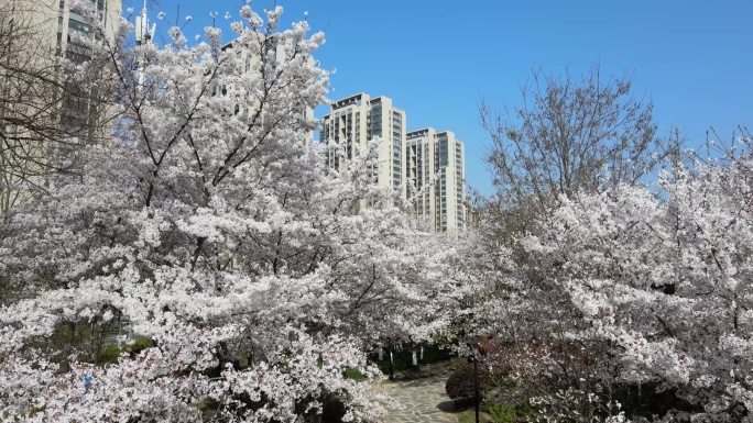 4K航拍城市春季公园樱花美化