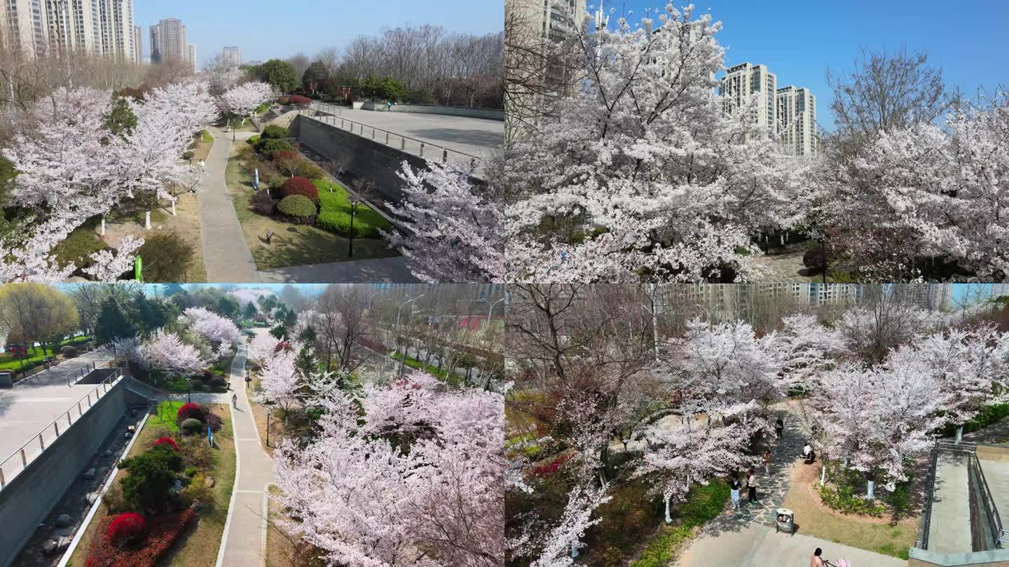 4K航拍城市春季公园樱花美化