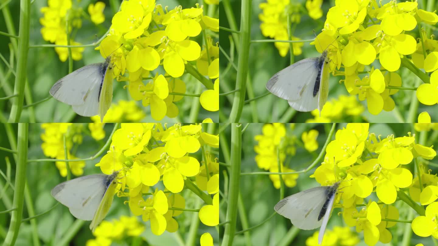 春天油菜花上的蝴蝶
