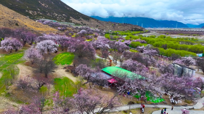 4K航拍西藏林芝嘎拉桃花村33