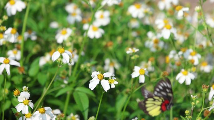 蝴蝶在花丛中采蜜