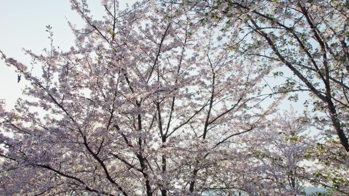 （简介有合集）杭州滨江樱花跑道