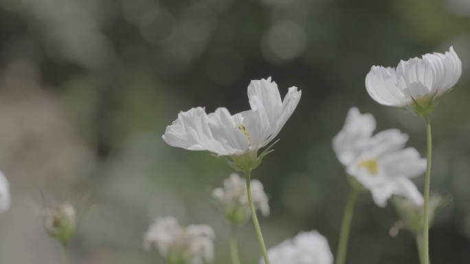 阳光下各色的花朵灰片