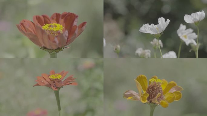 阳光下各色的花朵灰片