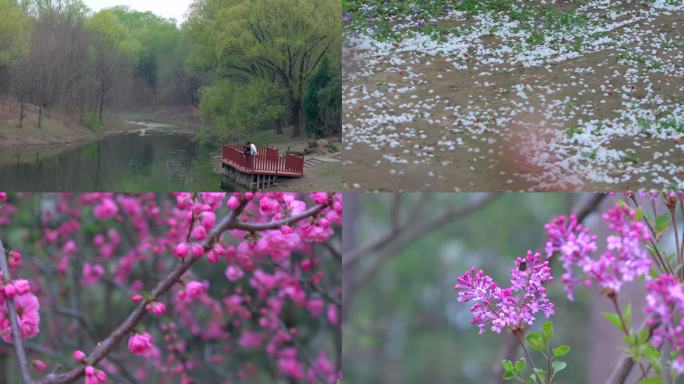 北京春天花开｜奥森春游｜赏花｜踏青｜清明