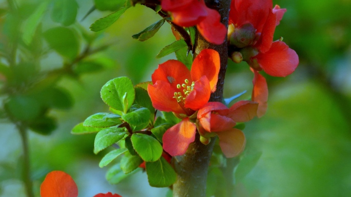 【4K】贴梗海棠 红色花卉 景观花卉