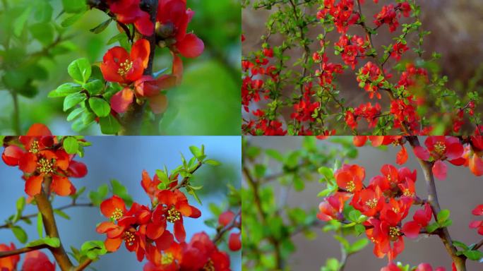 【4K】贴梗海棠 红色花卉 景观花卉