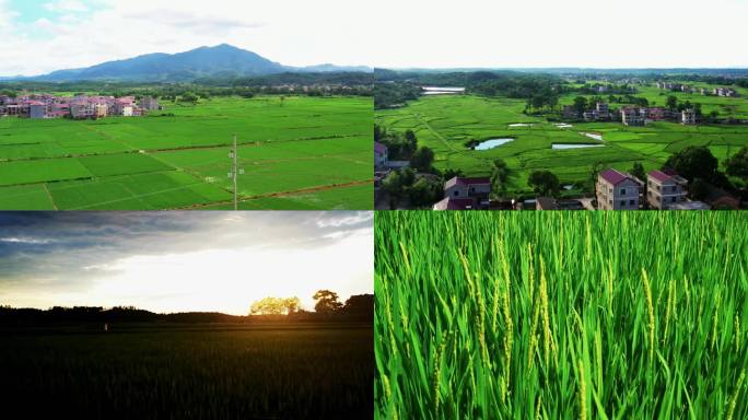 绿油油的稻田田园化建设高标准农田