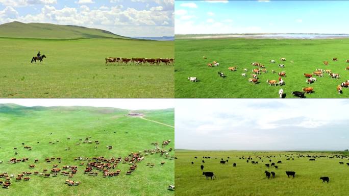 4k内蒙古草原 美丽风景牛羊 美丽内蒙古