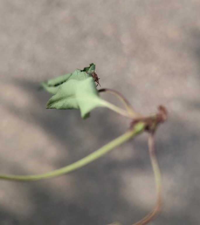 特写蚂蚁树叶