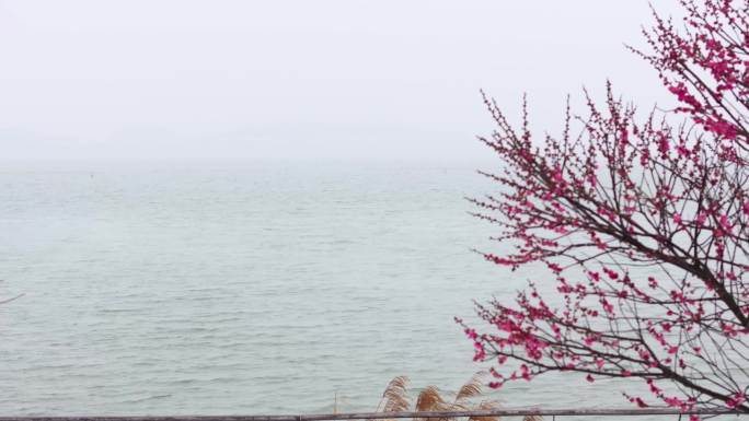 湖南岳阳的冰雪梅花