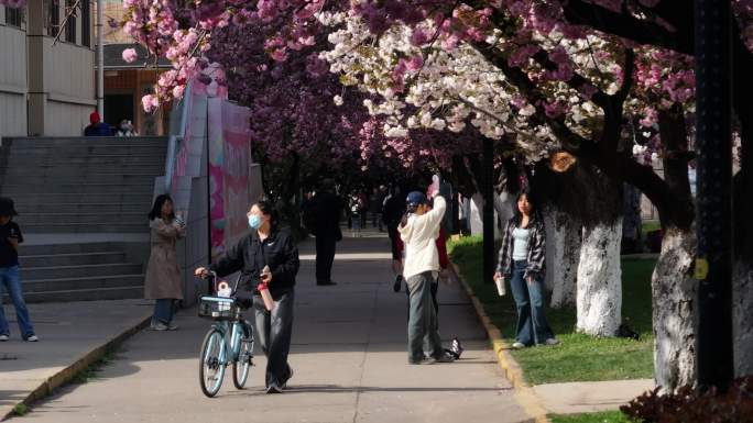 2024西安地标宣传交通大学樱花季航拍