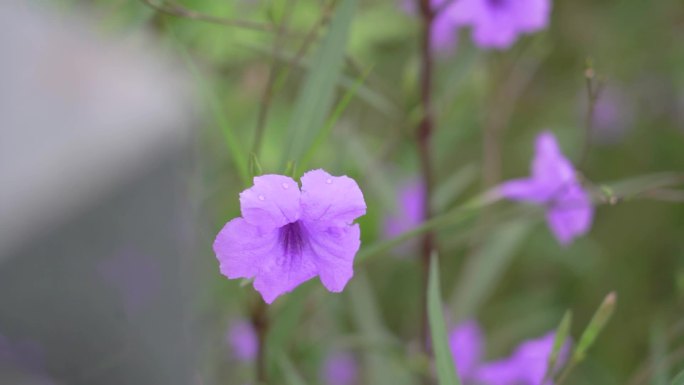 唯美湖岸边花丛