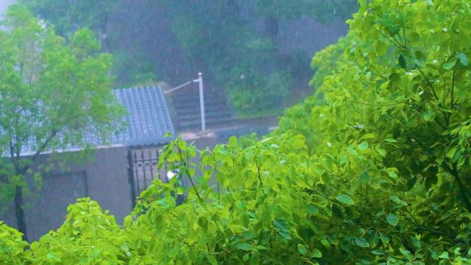 城市下暴雨下雨天雨水雨滴植物树叶子树木雨