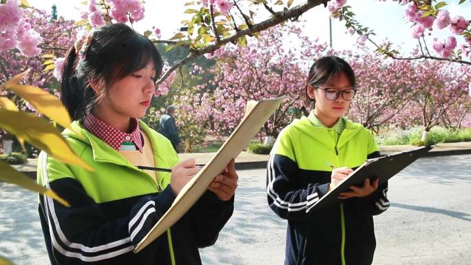 重庆南川：“樱花漫游季”助力乡村振兴