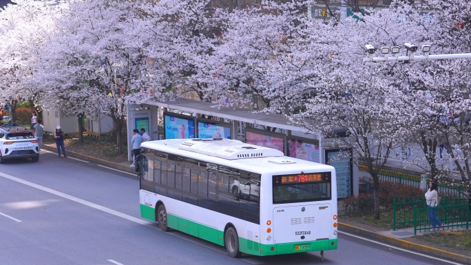 武汉樱花 樱花车站