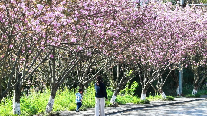 重庆南川：“樱花漫游季”助力乡村振兴