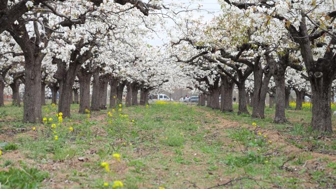 梨花 百年梨花树 春天梨花园