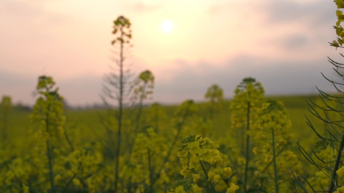 日落油菜花