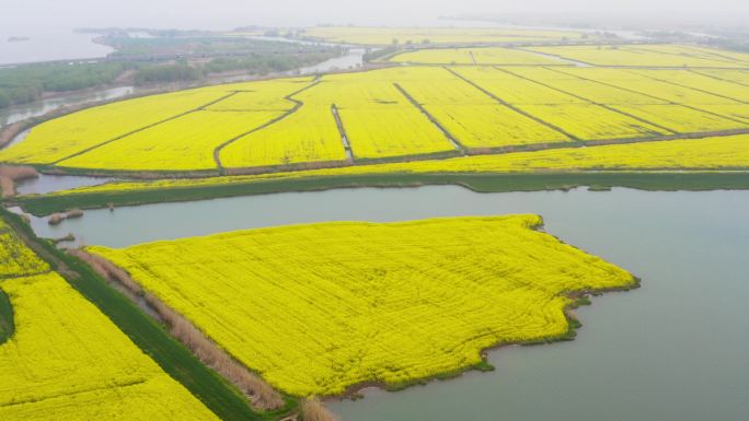 高邮市湖上花海油菜花