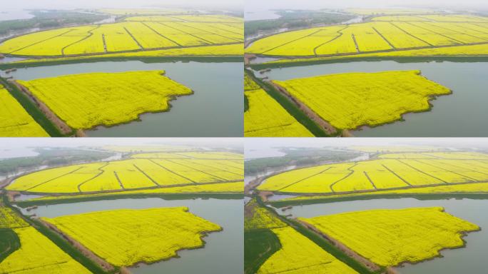 高邮市湖上花海油菜花